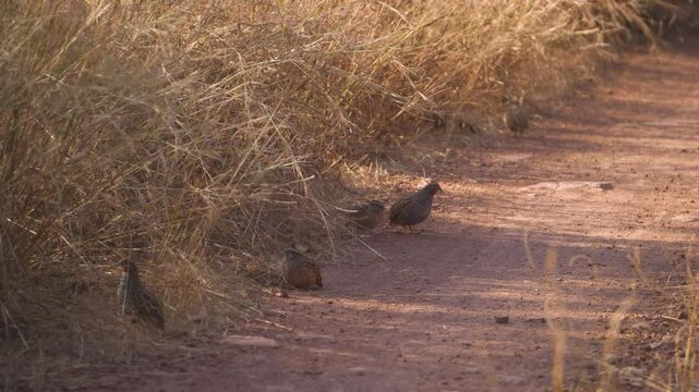 Flock of Grey francolin or Ortygornis pondicerianus perching on ground covered with grass in kuno national park of sheopur madhya pradesh india