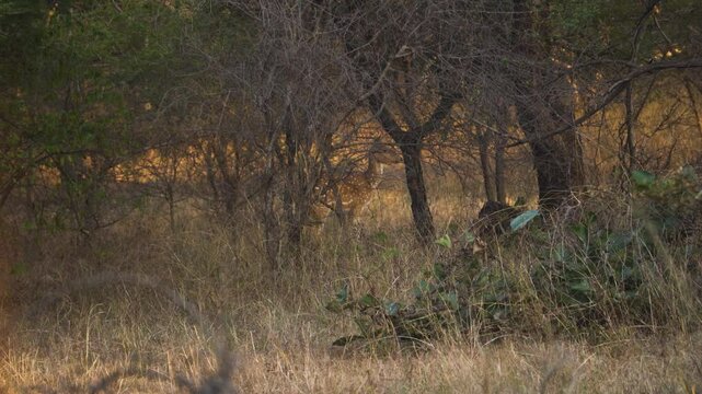 A Chital or Cheetal or Axis axis deer camouflaged in dry grasslands of Kuno National Park in Sheopur India