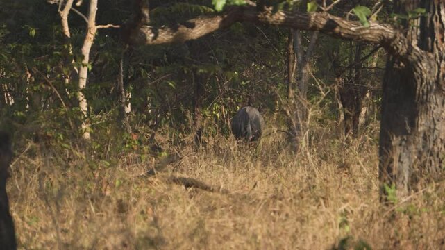 A male nilgai antelope grazing in the grasslands of kuno national park in india