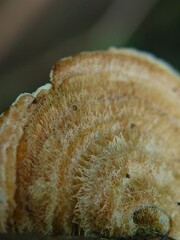 Extreme close‑up of a bracket fungus texture (likely Hexagonia hydnoides), showcasing fibrous...
