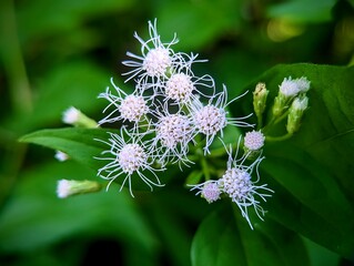 white flowers of a poppy flower