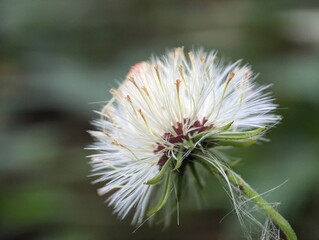 thistle flower in bloom