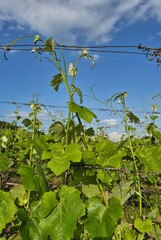 Tokaj, Hungary vibrant green grapevines growing under a bright blue sky in a vineyard setting, showcasing nature's beauty and agricultural cultivation.