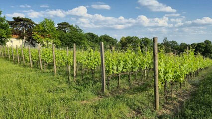 Obraz premium lush vineyard landscape under bright blue sky with fluffy clouds, showcasing rows of grapevines growing abundantly in a serene countryside setting