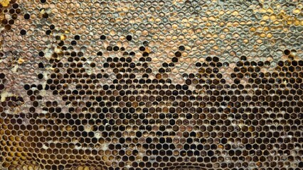 honeycomb structure showcasing hundreds of hexagonal cells filled with honey, illustrating the...
