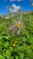 delicate wildflower Pulsatilla alpina, Delarbre
Alpine Pasqueflower  with intricate seed head...
