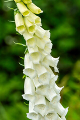 Common foxglove (digitalis purpurea f. albiflora) a summer flowering cottage garden plant with a white summertime flower commonly known as white-flowered foxglove, gardening stock photo  © Tony Baggett