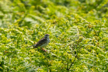 Meadow Pipit (Anthus pratensis) bird which is an increasingly endangered songbird found in the UK and Europe, wildlife stock photo image