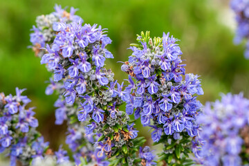 Obraz premium Rosemary 'Sissinghurst Blue' (rosmarinus officinalis) a spring summer flowering evergreen shrub plant with a blue summertime flower used as a sage herb for cooking, stock photo image