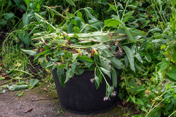 Garden waste vegetation in a rubber plastic tub to be recycled in the spring as compost and mulch for the vegetable patch, gardening stock photo image