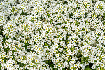 Fototapeta premium Alyssum 'Giga White' (Lobularia maritima) a summer flowering plant with a white summertime flower commonly known as Alyssum maritimum, Sweet Alison and Sweet Alyssum, gardening