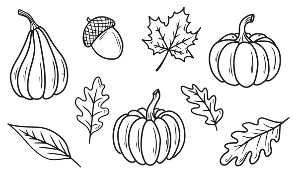 Hand drawn pumpkin ink drawing in black isolated on white background. Vector sketch illustration in doodle engraved vintage line art style. Package design, menu, farm design, autumn leaves, fall.