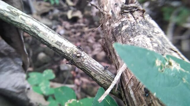 black ant colony crawling on a branch