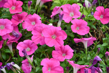 Fototapeta premium ペチュニア「ディーバ ローズインプ」 Petunia × hybrida ‘Diva Rose Imp’