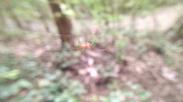 small spider walk on a web