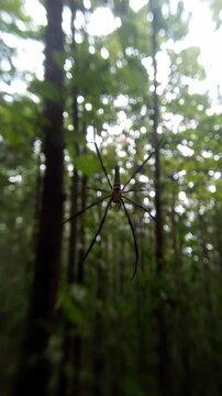 giant spider on web