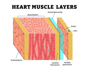 Heart wall muscle layers anatomy structure diagram poster for healthcare education, labeled Myocardium, Endocardium, Pericardial cavity, Artery, Vein, Parietal Pericarium, Visceral Pericarium.