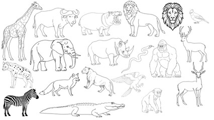African Safari Animal Line Drawings - Educational Wildlife Sketches Collection with Big Game and Savanna Animals	