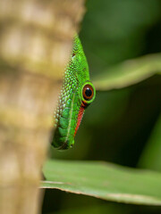 Extreme close-up of a lime green giant lizard in natural environment 