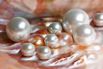Natural pearls inside the oyster shell