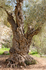 Thousand-year-old, mature, healthy olive tree in a forest in the Judean Mountains near Jerusalem,...