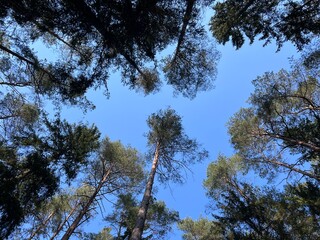 The canopy of tall trees framing a clear blue sky, with the sun shining through