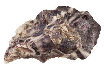 Oyster isolated on white background, full depth of field