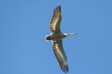 seagull in flight