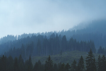 Misty forest and mountain slope covered with pine trees on a foggy day, peaceful nature scenery in...