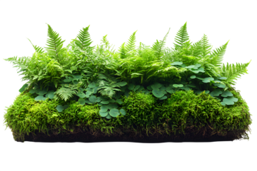 Forest undergrowth cluster, ferns and moss texture isolated on white, ecological design