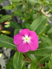 Bright Pink Periwinkle Flower Surrounded by Lush Green Foliage