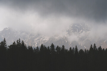 Misty forest and mountain slope covered with pine trees on a foggy day, peaceful nature scenery in the Alps.