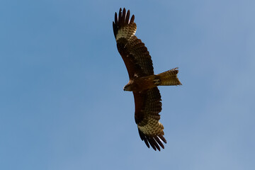 eagle in flight