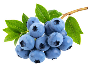 Fresh Blueberry Branch with Leaves – Ripe Organic Fruit IsolatedFresh Blueberry Branch with Leaves – Ripe Organic Fruit Isolate PNG