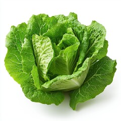 Obraz premium Fresh Green Lettuce Head on White Background