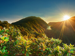 Sunlight flare over green foliage, Golden hour in tropical forest, Bright sunbeams through jungle leaves
