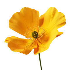 A vibrant yellow poppy flower blossoms against a black background showcasing its delicate petals and intricate center