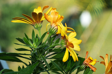 Vibrant yellow flowers bloom in a sunny garden setting