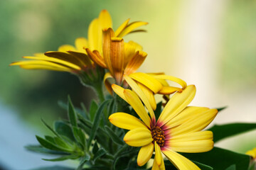 Bright yellow flowers blooming gracefully in a sunny garden setting