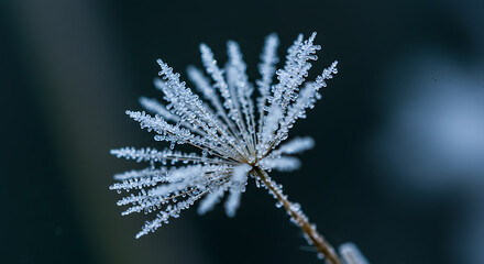 Frozen Dandelion Seed Head with Ice Crystals on Dark Background.