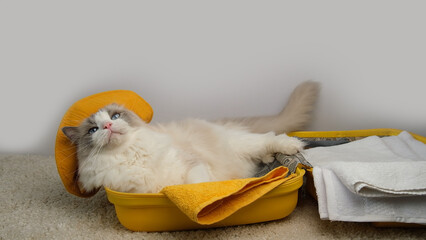 Cute and charismatic white cat and a yellow travel suitcase.