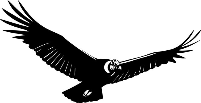flying condor line art silhouette vector illustration
