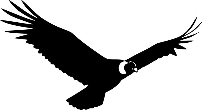 flying condor line art silhouette vector illustration
