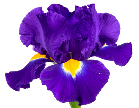 Vibrant purple iris flower in full bloom, isolated on transparent background PNG