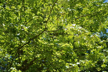 Teilaufnahme eines Rot-Ahorns (Acer rubrum) im Sommer