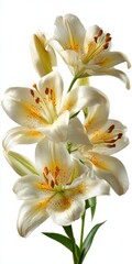 Fototapeta premium Elegant Creamy White Lilies with Yellow Gold Speckles on White Background
