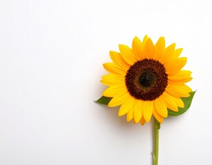 Obraz premium 白背景に咲く一輪のひまわりをリアルに捉えた高解像度の写真素材｜ひまわり,花,夏,黄色,白背景,植物