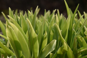 The first plant in the garden, Sainte-Apolline Québec, Canada