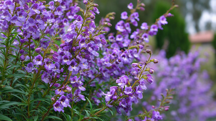 Blooming Angelonia Blossoms in Border 