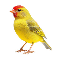 A vibrant yellow bird with a red crown perched on a black background a detailed view of its feathers and claws